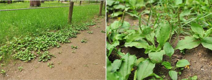 질경이 Plantago asiatica L. 질경이과
