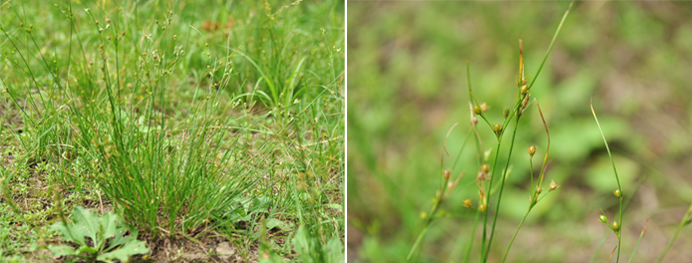 길골풀 Juncus tenuis Willd. 골풀과