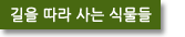 길을 따라 사는 식물들