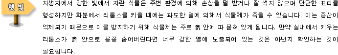 [햇빛]자생지에서 강한 빛에서 자란 식물은 주변 환경에 의해 손상을 덜 받거나 잘 썩지 않으며 단단한 표피를 형성하지만 화분에서 리톱스를 키울 때에는 과도한 열에 의해서 식물체가 죽을 수 있습니다. 이는 증산이 억제되기 때문으로 이를 방지하기 위해 식물체는 주로 흙 안에 파 묻혀 있게 됩니다. 만약 실내에서 키우는 리톱스가 흙 안으로 꽁꽁 숨어버린다면 너무 강한 열에 노출되어 있는 것은 아닌지 확인하는 것이 필요합니다.