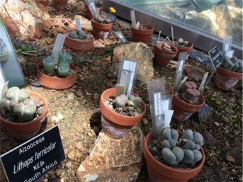 Lithops