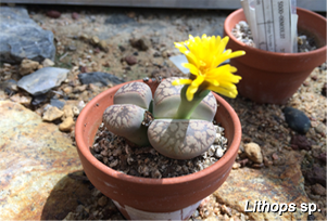 Lithops sp.
