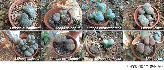 Lithops aucampiae/Lithops coleorum/Lithops karasmontana/Lithops lesliei/Lithops salicola/Lithops schwantesii/Lithops terricolor/Lithops sp. ▶ 다양한 리톱스의 형태와 무늬