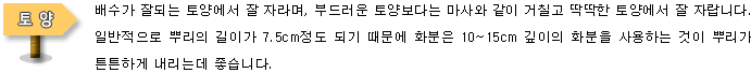 [토양]배수가 잘되는 토양에서 잘 자라며, 부드러운 토양보다는 마사와 같이 거칠고 딱딱한 토양에서 잘 자랍니다. 일반적으로 뿌리의 길이가 7.5cm정도 되기 때문에 화분은 10~15cm 깊이의 화분을 사용하는 것이 뿌리가 튼튼하게 내리는데 좋습니다.