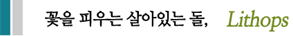 꽃을 피우는 살아있는 돌,Lithops