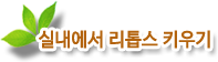실내에서 리톱스 키우기