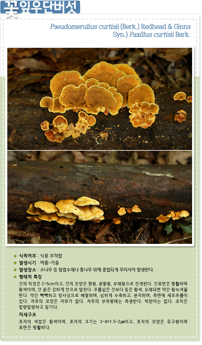 꽃잎우단버섯 Pseudomerulius curtisii (Berk.) Redhead &  Ginns
Syn.) Paxillus curtisii Berk.
                    
식독여부 : 식용 부적합

발생시기 : 여름~가을

발생장소 : 소나무 등 침엽수재나 통나무 위에 중첩되게 무리지어 발생한다.

형태적 특징 : 갓의 직경은 2~5cm이고, 갓의 모양은 원형, 콩팥형, 부채형으로 전개된다. 갓표면은 평활하며 황색이며, 갓 끝은 강하게 안으로 말린다. 주름살은 갓보다 짙은 황색, 오래되면 약간 황녹색을 띤다. 약간 빽빽하고 방사상으로 배열하며, 심하게 수축하고, 분지하며, 측면에 세로주름이 있다. 자루의 모양은 자루가 없다. 자루의 부착형태는 측생한다. 턱받이는 없다. 조직은 말랑말랑하고 질기다. 
 
미세구조 : 포자의 색깔은 황색이며, 포자의 크기는 3~4×1.5~2㎛이고, 포자의 모양은 유구형이며 표면은 평활하다.