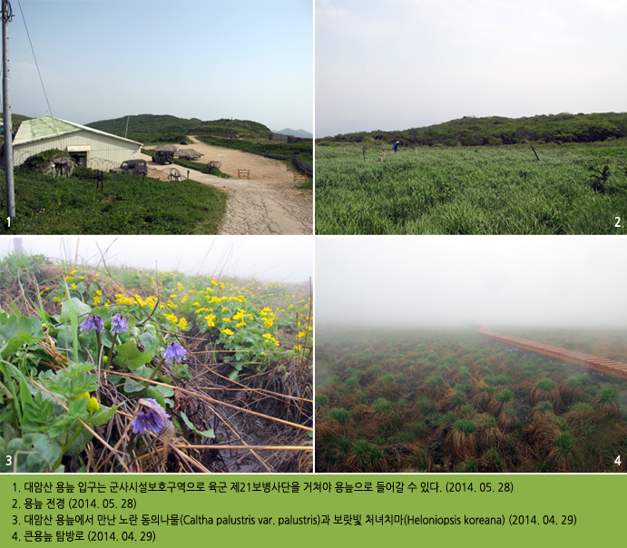 1. 대암산 용늪 입구는 군사시설보호구역으로 육군 제21보병사단을 거쳐야 용늪으로 들어갈 수 있다. (2014. 05. 28)
2. 용늪 전경 (2014. 05. 28)
3. 대암산 용늪에서 만난 노란 동의나물(Caltha palustris var. palustris)과 보랏빛 처녀치마(Heloniopsis koreana) (2014. 04. 29)
4. 큰용늪 탐방로 (2014. 04. 29) 
