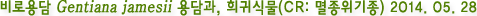 비로용담 Gentiana jamesii 용담과, 희귀식물(CR: 멸종위기종) 2014. 05. 28