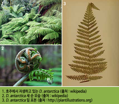 1. 호주에서 자생하고 있는 D. antarctica (출처 : wikipedia)/2. D. antarctica 새 순 모습 (출처 : wikipedia)/3. D. antarctica 잎 표본 (출처 : http://plantillustrations.org)
