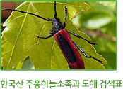 한국산 주홍하늘소족과 도해 검색표
