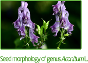 Seed morphology of genusAconitum L.