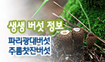 생생 버섯 정보. 파리광대버섯, 주름찻잔버섯