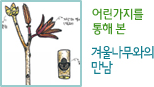 어린가지를 통해 본 겨울나무와의 만남