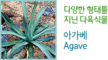 다양한 형태를 지닌 다육식물 아가베 Agave