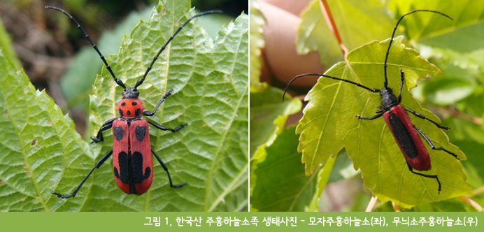 그림1. 한국산 주홍하늘소족 생태사진 - 모자주홍하늘소(좌), 무늬소주홍하늘소(우)