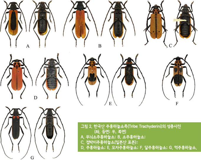 그림2. 한국산 주홍하늘소족(Tribe Trachyderini)의 성충사진(좌:등면, 우:복면) A.무늬소주홍하늘소 B.소주홍하늘소 C.점박이주홍하늘소(일본산 표본) D.주홍하늘소 E.모자주홍하늘소 F.달주홍하늘소 G.먹주홍하늘소
