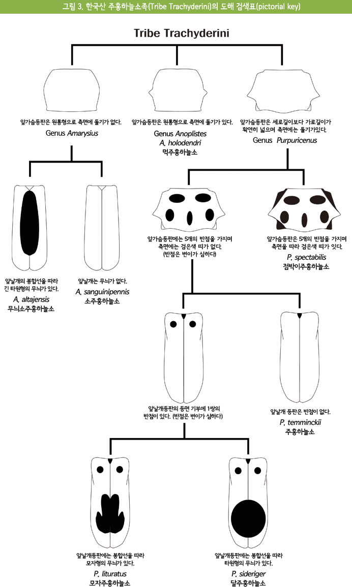그림3. 한국산 주홍하늘소족(Tribe Trachyderini)의 도해 검색표(pictorial key)
