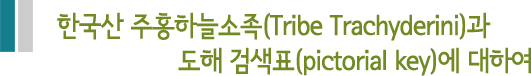 한국산 주홍하늘소족(Trive Trachyderini)과 도해 검색표(pictorial key)에 대하여