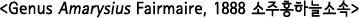 <Genus Amarysius Fairmaire, 1888 소주홍하늘소속>