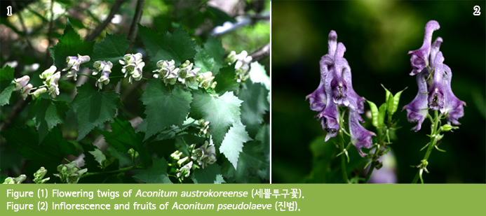Figure (1) Flowering twigs of Aconitum austrokoreense (세뿔투구꽃).  Figure (2) Inflorescence and fruits of Aconitum pseudolaeve (진범).