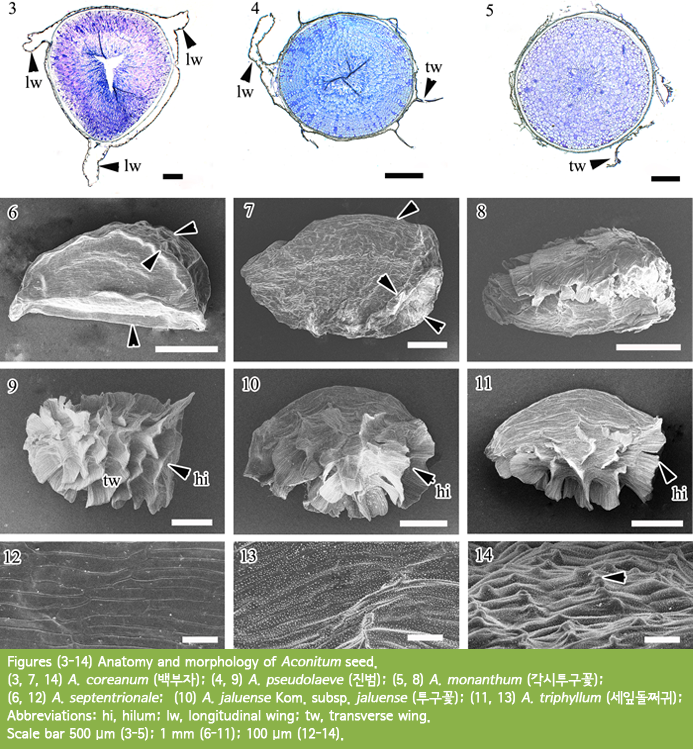 Figures (3-14) Anatomy and morphology of Aconitum seed. (3, 7, 14) A. coreanum (백부자); (4, 9) A. pseudolaeve (진범); (5, 8) A. monanthum (각시투구꽃); (6, 12) A. septentrionale;  (10) A. jaluense Kom. subsp. jaluense (투구꽃); (11, 13) A. triphyllum (세잎돌쩌귀); Abbreviations: hi, hilum; lw, longitudinal wing; tw, transverse wing. Scale bar 500 µm (3-5); 1 mm (6-11); 100 µm (12-14). 