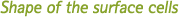 Shape of the surface cells
