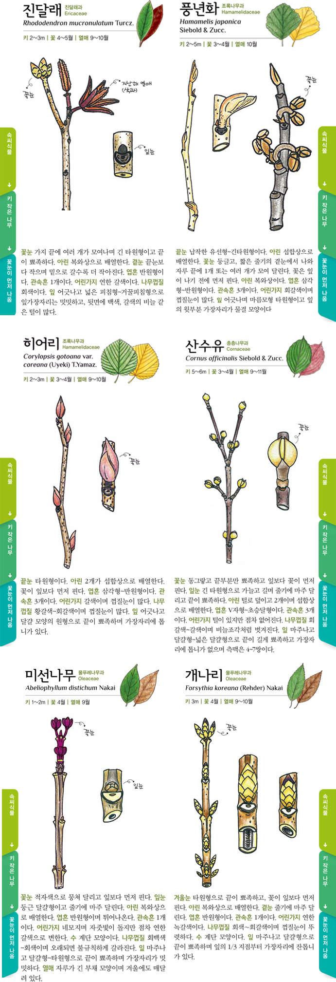 꽃이 잎보다 먼저 나오는 품종