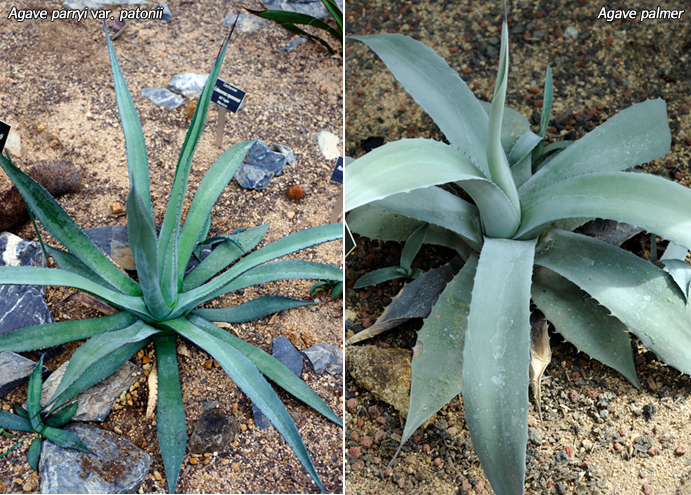 Agave parryi var. patonii, Agave palmer