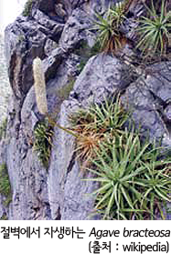 절벽에서 자생하는 Agave bracteosa(출처 : wikipedia)