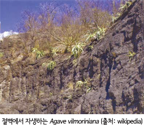 절벽에서 자생하는 Agave vilmoriniana (출처 : wikipedia)