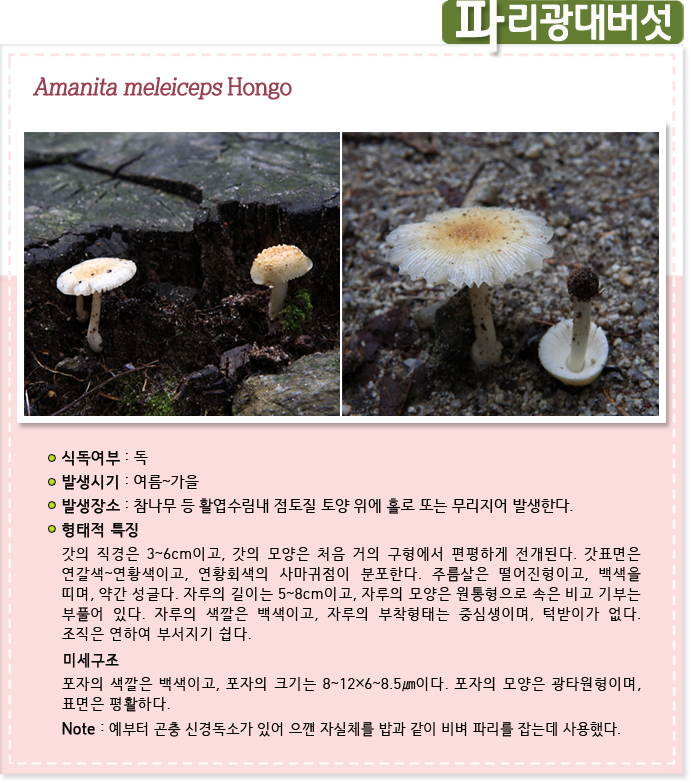 파리광대버섯 Amania meleiceps Hongo
                    
식독여부 : 독

발생시기 : 여름~가을

발생장소 : 참나무 등 활엽수림 내 점토질 토양 위에 홀로 또는 무리지어 발생한다.

형태적 특징 : 갓의 직경은 3~6cm이고, 갓의 모양은 처음 거의 구형에서 편평하게 전개된다. 갓표면은 연갈색-연황색이고, 연황회색의 사마귀점이 분포한다. 주름살은 떨어진형이고, 백색을띠며, 약간 성글다. 자루의 길이는 5~8cm이고, 자루의 모양은 원통형으로 속은 비고 기부는 부풀어 있다. 자루의 색깔은 백색이고, 자루의 부착형태는 중심생이며, 턱받이가 없다. 조직은 연하여 부서지기 쉽다. 

미세구조 : 포자의 색깔은 백색이고, 포자의 크기는 8∼12×6∼5.5㎛, 포자의 모양은 광타원형이며 표면은 평활하다.

Note : 예부터 곤충 신경독소가 있어 으깬 자실체를 밥과 같이 비벼 파리를 잡는데 사용했다.
