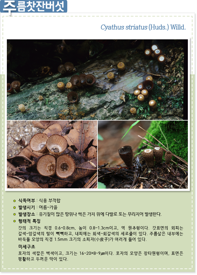 주름찻잔버섯 Cyathus striatus (Huds.) Willd.
                    
식독여부 : 식용 부적합

발생시기 : 여름~가을

발생장소 : 유기질이 많은 땅위나 썩은 가지 위에 다발로 또는 무리지어 발생한다.
   
형태적 특징 : 갓의 크기는 직경 0.6~0.8cm, 높이 0.8~1.3cm이고, 역 원추형이다. 갓표면의 외피는 갈색~암갈색의 털이 빽빽하고, 내피에는 회색~회갈색의 세로줄이 있다. 주름살은 내부에는 바둑돌 모양의 직경 1.5mm 크기의 소피자(小皮子)가 여러개 들어 있다.
 
미세구조: 포자의 색깔은 백색이고, 크기는 16~20×8~9㎛이다. 포자의 모양은 장타원형이며, 표면은 평활하고 두꺼운 막이 있다.

