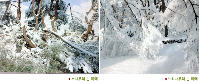 ▶소나무의 눈 피해, ▶느티나무의 눈 피해