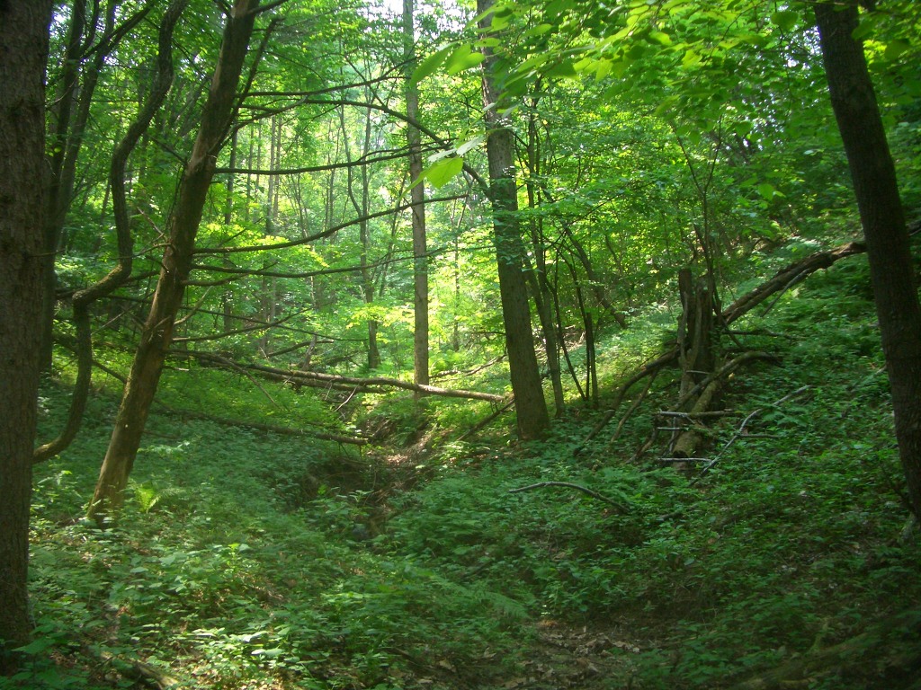 산림청 숲사랑카페