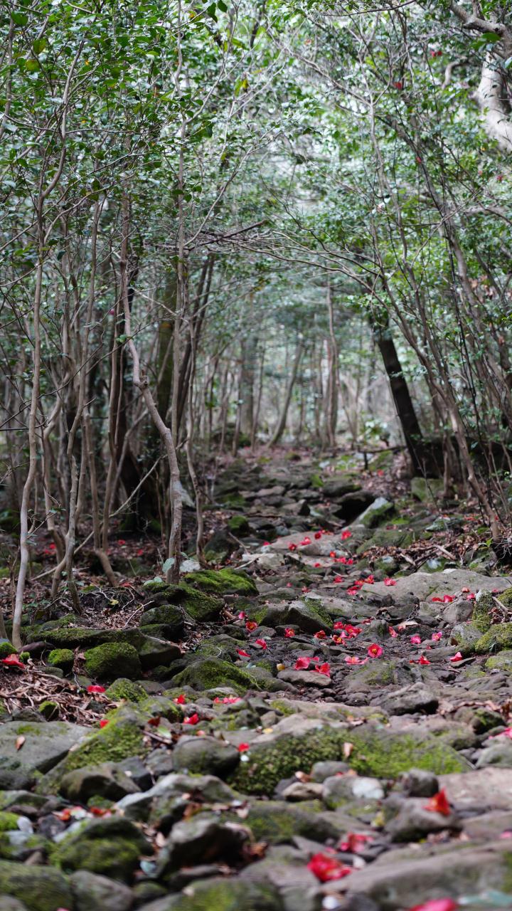4월의 아름다운 숲길 : 제주 한라산둘레길 『동백길』 구간